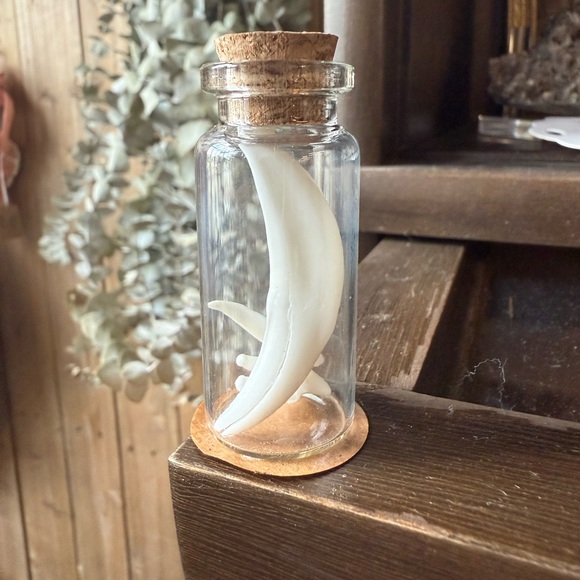 Oddities- Coyote Teeth Spell Jars - Picture 1 of 4